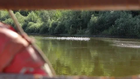 A flock of geese on the Desna River Stock Footage 235789379