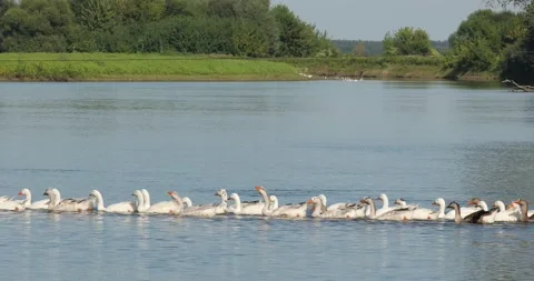 A flock of geese on the Desna River Stock Footage 235789398