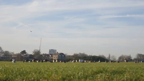 A flock of geese in the field. Stock Footage 83765261