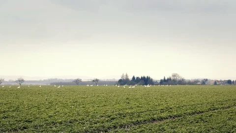 Flock of geese in field Vídeos de archivo 90098584