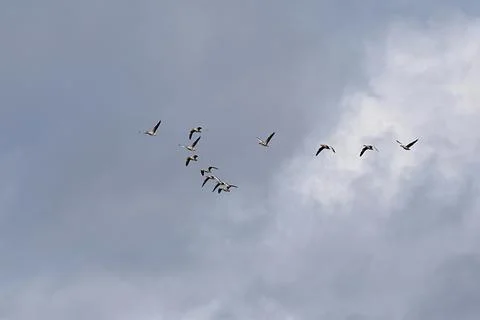 A flock of geese in flight. Foto stock