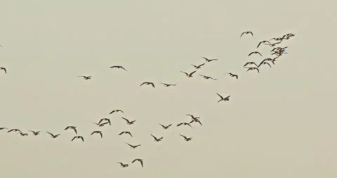 A flock of geese in flight in slow motion Video stock 297016102
