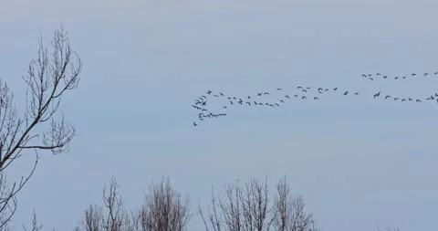 A flock of geese in flight in slow motion Video stock 297581391