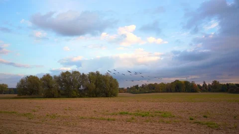 Flock of Geese Fly in Formation over farmland 4k UHD 库存影片 98139948