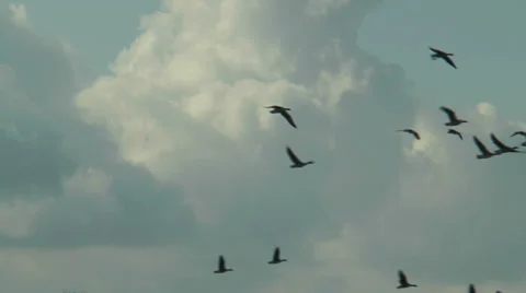 Flock of geese flying on cloudy sky Stock Footage 31518725