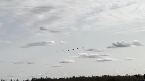 Flock of geese flying in the cloudy sky, Finland Stock-Footage 251534348