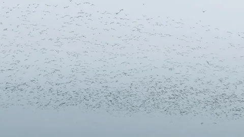 Flock of geese in flying. Flight with wild birds, with sound. Beautiful birds Vídeos de archivo 237855877