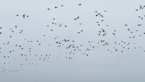 Flock of geese in flying. Flight with wild birds, with sound. Beautiful birds Stock Footage 237864892