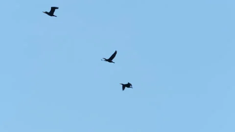 Flock of Geese Flying in Formation. Slow Motion. Birds Geese Flying in Format Stock Footage 152875449