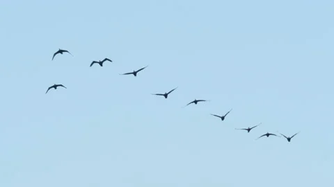 Flock of Geese Flying in Formation. Slow Motion. Birds Geese Flying in Format Stock Footage 156165253