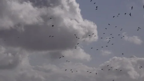 Flock of Geese flying low on migration in England UK 4K Stock Footage 119671675