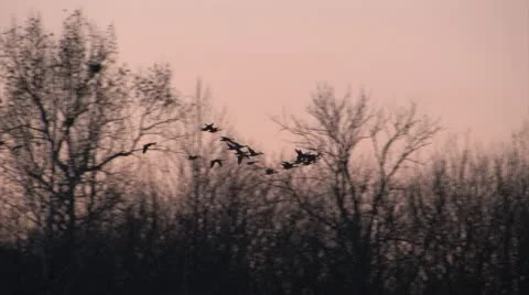 Flock of geese flying low over the trees Stock Footage 10726650