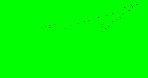 Flock of Geese Flying Overhead Stock Footage 85900100