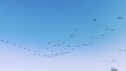 Flock of geese flying in a V formation Stock Footage 167277569