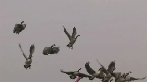 Flock of Geese Vidéo 279412