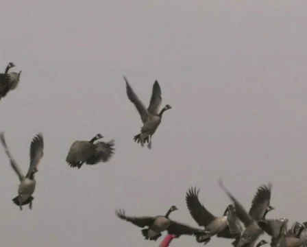 Flock of Geese Stock Footage 283216