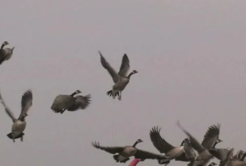 Flock of Geese Vidéo 283691