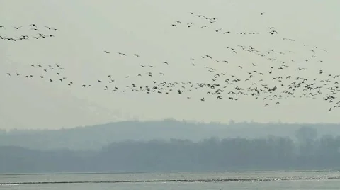 A flock of Geese Stock Footage 1181835