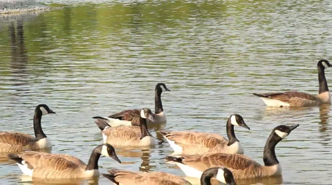 Flock of Geese 動画素材 6731880