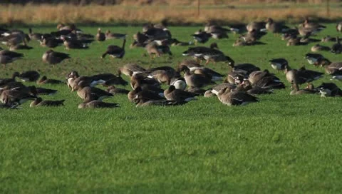 A flock of geese Stock-Footage 10684055