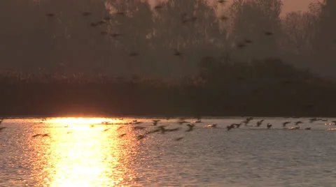 A flock of geese Stock-Footage 25116096