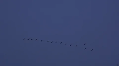 Flock of geese Stock Footage 109429806