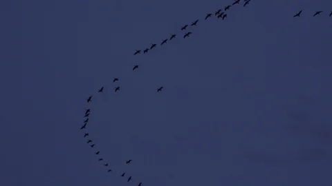 Flock of geese Stock Footage 109431150