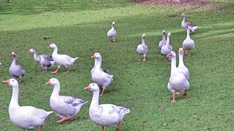 Flock of geese Video stock 113708016