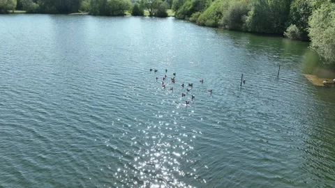 A flock of geese Stock Footage 243652984