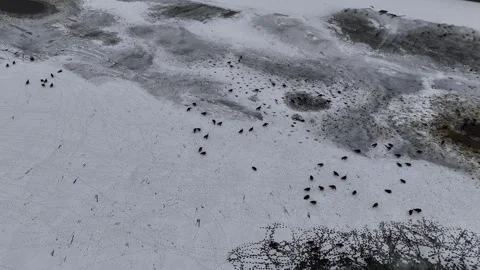 Flock of geese on a frozen river Stock Footage 262570341