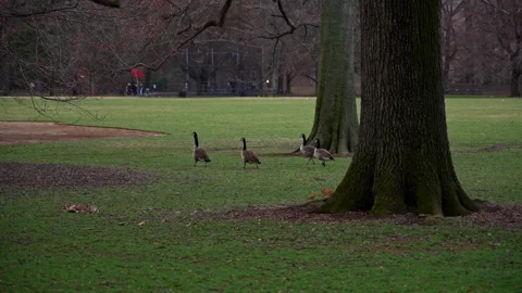 Flock of Geese on Grass in Central Park Stock Footage 308912607