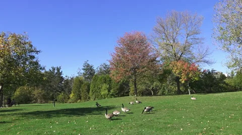 Flock of Geese Grazing Stock Footage 55912136