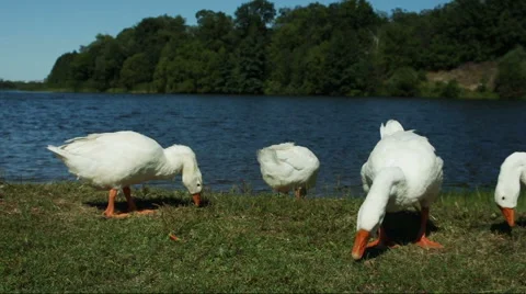 A flock of geese grazing 動画素材 66861970