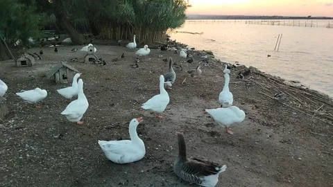 Flock of Geese Honking Stock Footage 253037779