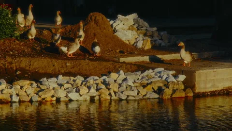 A flock of geese, illuminated by the rays of the setting sun, standing on the Stock Footage 247512914