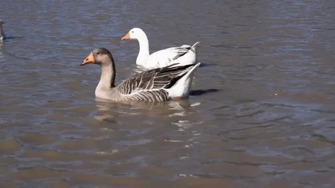 Flock of geese in a lake Stock Footage 76686900
