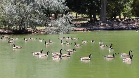 Flock of Geese on Lake Stock Footage 116129853