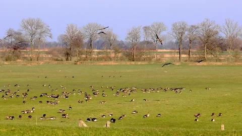 Flock of geese on meadow Stock Footage 221497610