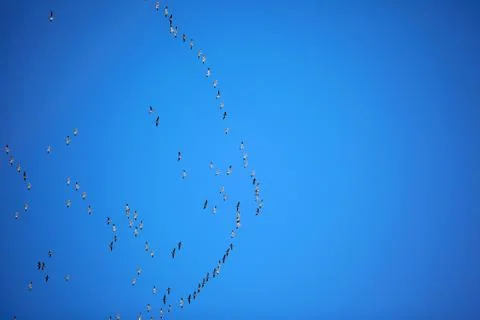 Flock of geese migrating in formation Foto stock