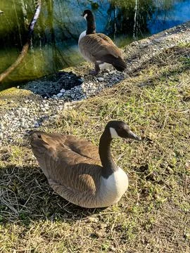 Flock of Geese in a Natural Setting Stock-Fotos