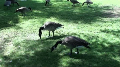 Flock of Geese in Park Vídeo Stock 12046524