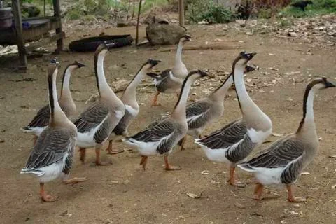 Flock of geese Stock Photos