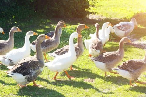 Flock of geese Stock Photos