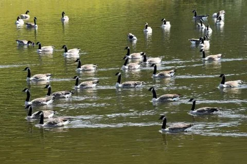 Flock of Geese Stock Photos