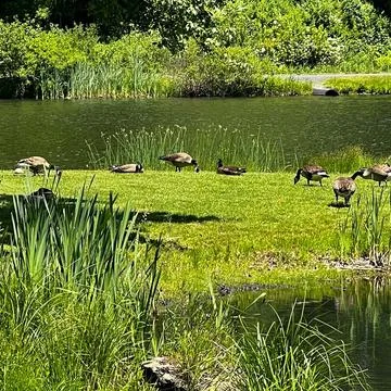 A flock of Geese Stock Photos