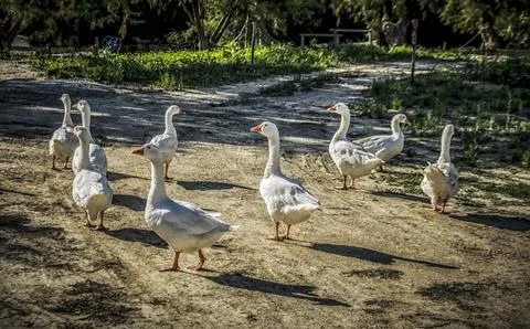 A flock of geese Stock Photos