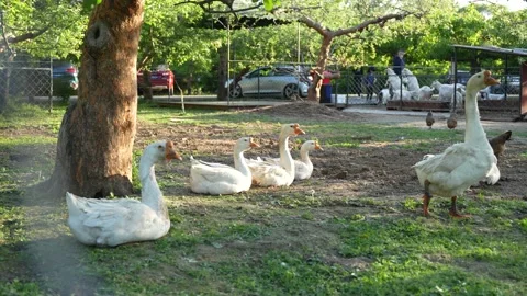 Flock of geese resting under the tree Farmers free-range geese Stock Footage 195454776