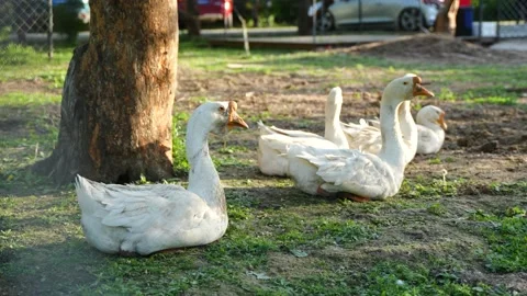 Flock of geese resting under the tree Farmers free-range geese Video stock 195455311