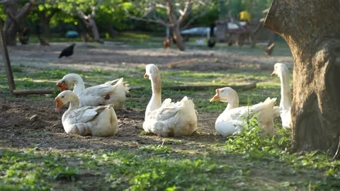 Flock of geese resting under the tree Farmers free-range geese Stock Footage 195455437