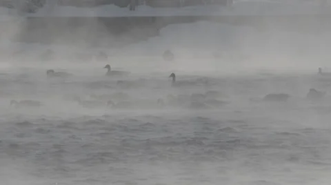 Flock of geese in river Stock Footage 33891986